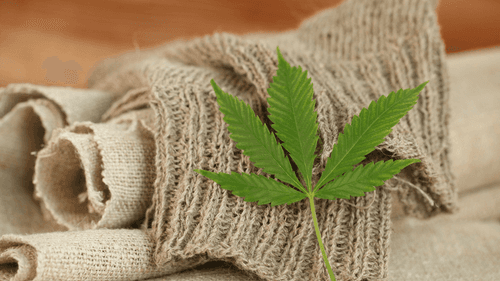 Imagem da noticia: Estudo aponta queda nos índices de suicídio entre adultos mais velhos após acesso a cannabis