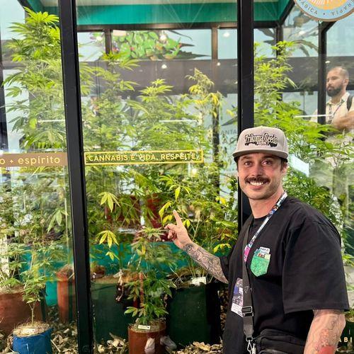 Catarinense conquista Habeas Corpus para cultivar cannabis após 18 meses de espera