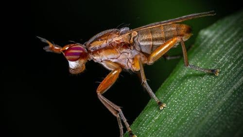 Imagem da noticia: Biological control in cannabis: learn how beneficial insects protect the plantation