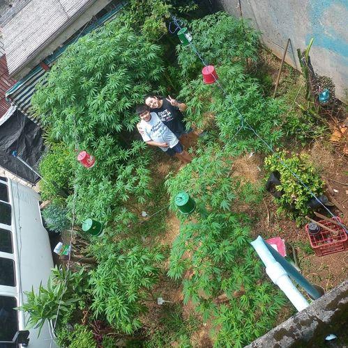Autoagressão e convulsões não são mais realidade para paciente canábico diagnosticado com autismo severo 