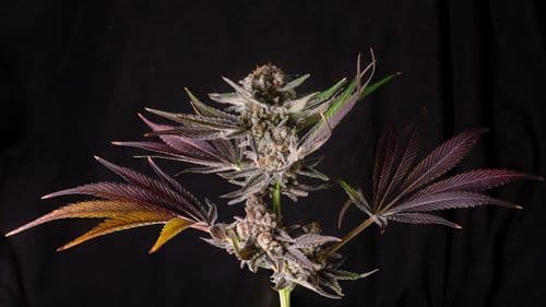 Imagem da noticia: Espuma de canabidiol: formulação acelera cicatrização de lesões cutâneas