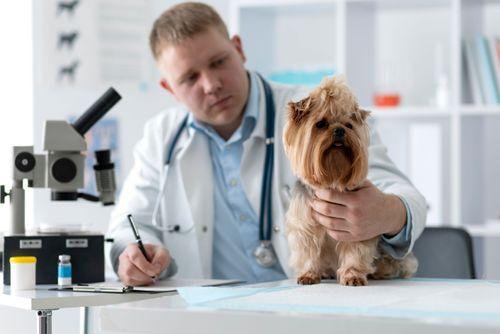 Anvisa permite prescrição veterinária de produtos à base de cannabis para uso medicinal em animais