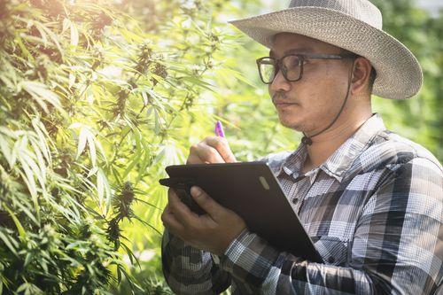 Cannabis cresce 6 vezes em 3 anos no Japão; mercado fatura 145 milhões de euros 