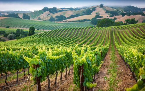Cultivo de cânhamo em vinhedos pode melhorar qualidade das uvas e do vinho, segundo estudo