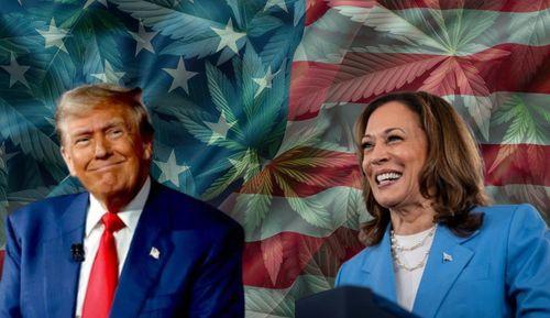 Eleições nos EUA e a cannabis: Trump e Harris flexibilizam apoio à legalização