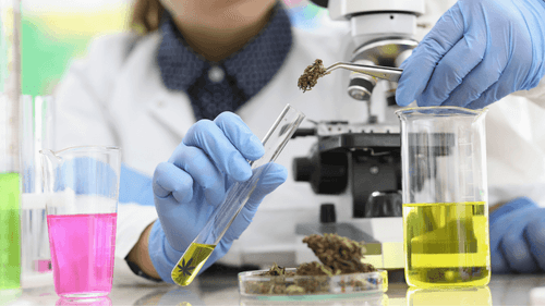 Anvisa inclui Cannabis sativa na Farmacopeia Brasileira; veja os principais pontos desse marco histórico 