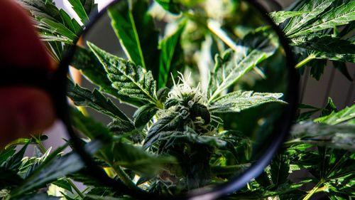 Imagem da noticia: ¿Conoces el canabizetol? Nuevo cannabinoide muestra resultados mejores que el cannabidiol en pruebas iniciales