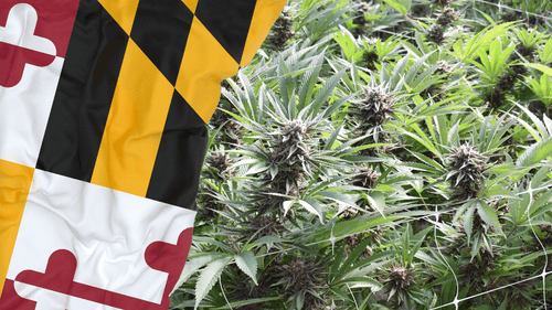 Legislatura de Maryland avança com Projetos de Lei sobre cannabis para uso pessoal e proteção dos primeiros socorristas