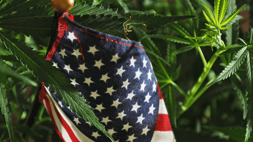 Imagem da noticia: Maconha legal em NY voa alto: quase US$ 1,5 bilhão em vendas e número de lojas triplica