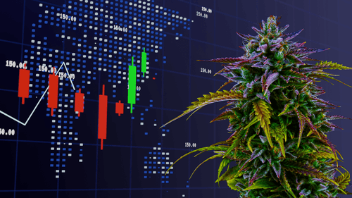 Oportunidades em alta: ações de cannabis para ficar de olho