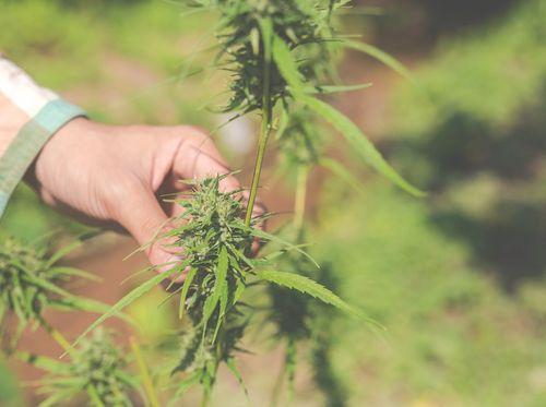 A evolução e os desafios do mercado da cannabis medicinal no Brasil 