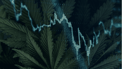 Investidores de cannabis buscam catalisadores regulatórios em 2025