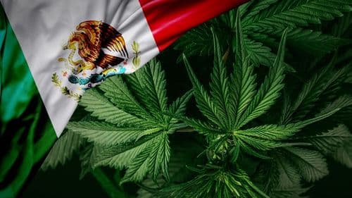 Imagem da noticia: Pesquisa aponta aumento do uso de drogas em adultos e queda entre adolescentes no México