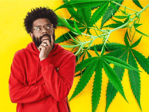 Myth or Truth: Does Marijuana Kill Neurons?