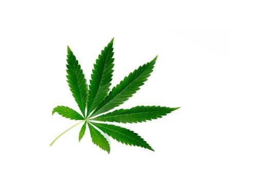 Gigante da cannabis declara falência no Canadá e inicia processo de liquidação nos EUA