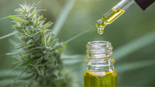 Imagem da noticia: Familias de Betim pueden recibir cannabis medicinal por el SUS