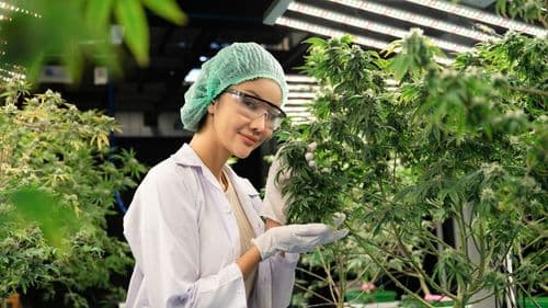 Avance científico del cannabis desafía los criterios tradicionales de la medicina clínica