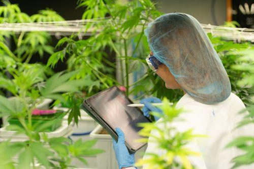 Projeto de Lei propõe utilização de cannabis apreendida para pesquisas medicinais