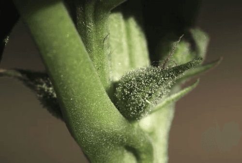 Saiba por que o pistilo é essencial para a reprodução da cannabis 