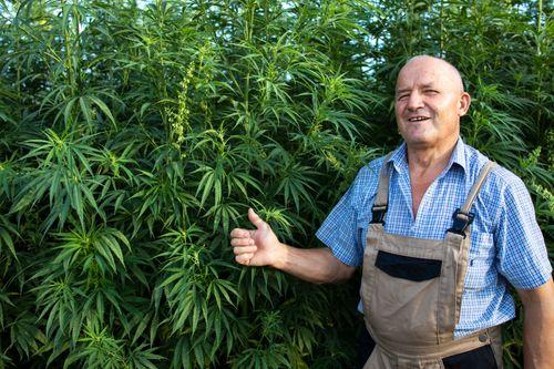 Paquistão pode gerar até US$ 7 bilhões exportando produtos derivados do cânhamo