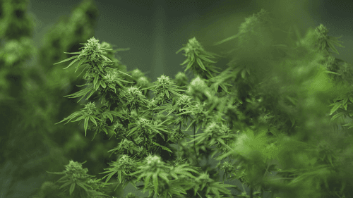 Imagem da noticia: A urgência de rever a RDC 659/2022: entraves regulatórios à pesquisa científica com Cannabis no Brasil