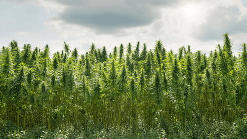 Imagem da noticia: Informe destaca impactos ambientales de la política global de lucha contra las drogas