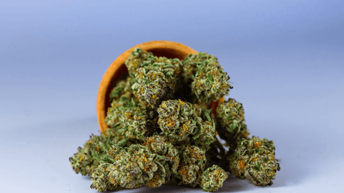 Austrália processa empresas por publicidade ilegal de cannabis medicinal