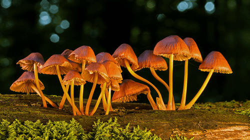 Psychedelic substances show potential as allies against inflammatory diseases