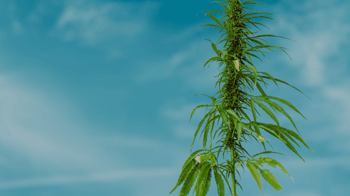 QUA 14H - “Estamos perdendo tempo”: por que o Brasil precisa avançar na regulamentação da cannabis medicinal
