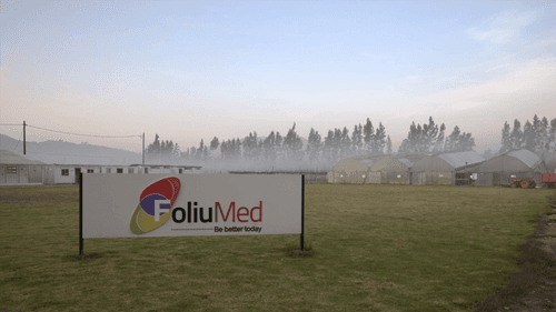 Imagem da noticia: FoliuMed: onde o sol da Colômbia encontra a esperança dos pacientes brasileiros