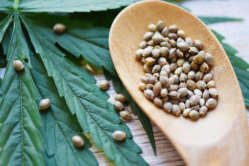 Como a proteína de cânhamo pode impulsionar o desenvolvimento muscular 