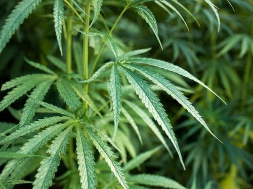 Sustentabilidade do cânhamo em perigo 