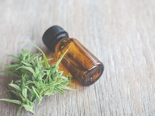 Os terpenos podem ser a chave para a crise da resistência aos antibióticos? 