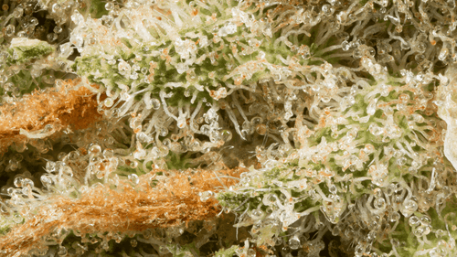 Descontaminação de cannabis com Raios X: uma abordagem que preserva terpenos e canabinoides