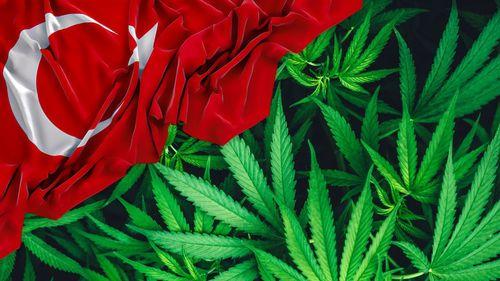 Imagem da noticia: Turquia aprova venda de cannabis medicinal em farmácias