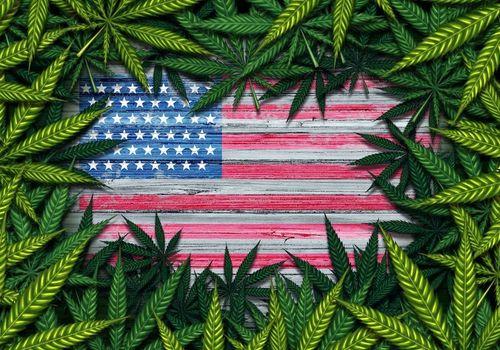 Pesquisa nos EUA revela apoio massivo à legalização da cannabis 