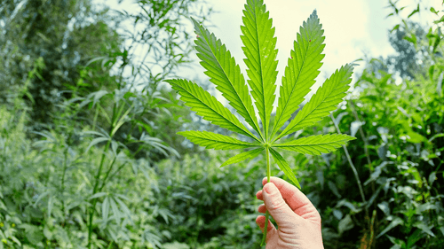 University in Foz do Iguaçu seeks volunteers for research with psychedelics