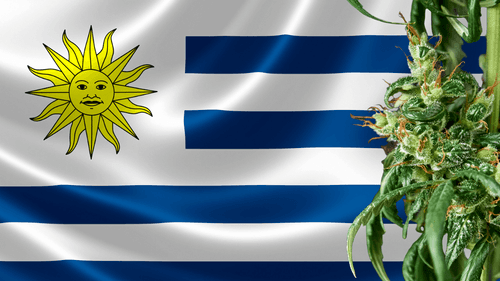 Pioneirismo no mercado de cannabis: regulamentação, desafios e oportunidades no Uruguai