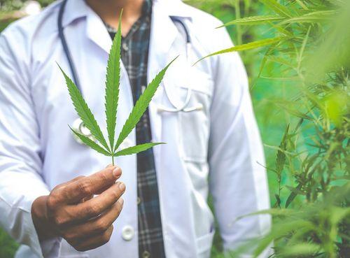 Proposta de carteirinha de identificação para pacientes de cannabis avança na câmara de Goiânia 