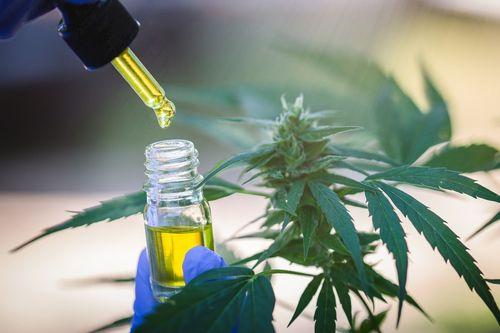 Escola Nacional de Saúde Pública da Fiocruz debate regulamentação da cannabis medicinal no Brasil