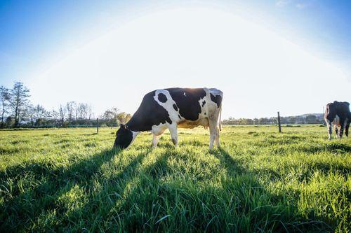 Vacas podem produzir Leite com THC