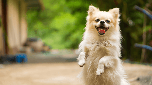 Imagem da noticia: Produtos de cannabis podem ajudar a reduzir agressividade em cães, aponta estudo