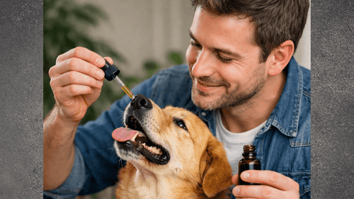 Imagem da noticia: Como a cannabis medicinal tem ajudado animais no Brasil 