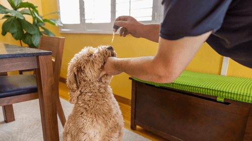 QUI 05H - Um olhar sobre as doenças de pets tratáveis com cannabis 