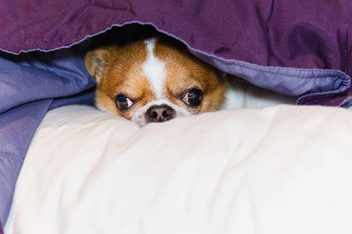 CBD como aliado no tratamento da ansiedade animal 