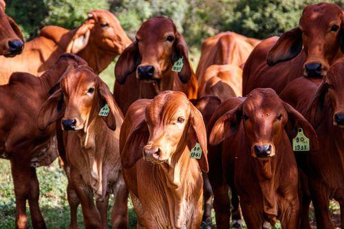 Imagem da noticia: Cannabis no campo: CBD é alternativa para redução de cortisol e de estresse em animais de rebanho