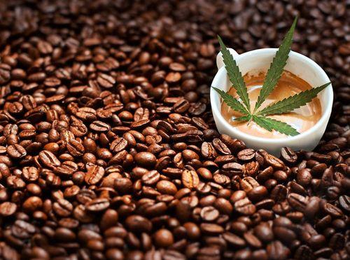 Café e cannabis: mais semelhanças do que você imagina