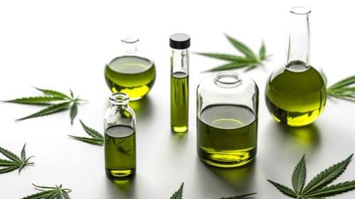 EFSA fixa dose provisória de CBD em 2 mg por dia e mantém alertas de segurança