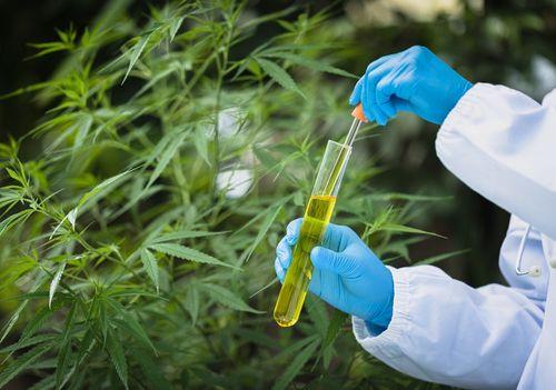 Onde o Delta-8-THC é Legal nos Estados Unidos 