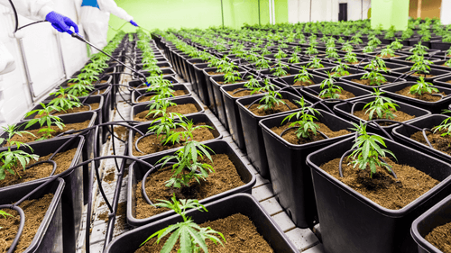 Como evitar confusões na coleta de mudas e proteger sua biblioteca genética